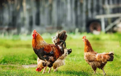 Cumbrian Poultry