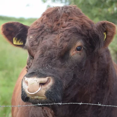 Hallsford Bull Head SQ