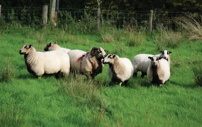 Hallsford Lamb