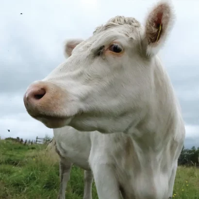 Hallsford White Head SQ