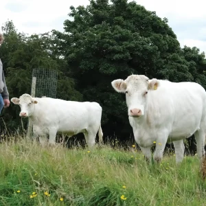 Matthew’s Whitebred Shorthorns