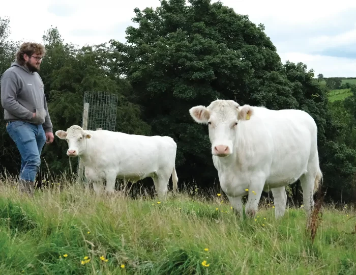 Hallsford Whitebred 3
