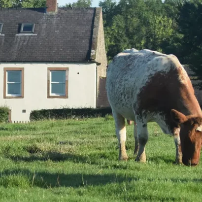pt-bg-headers-Beef-Shorthorn