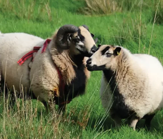 pt-bg-headers-Sheep