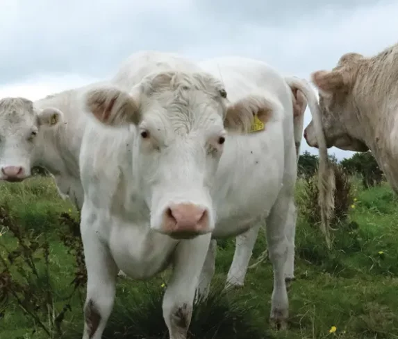 pt-bg-headers Whitebred