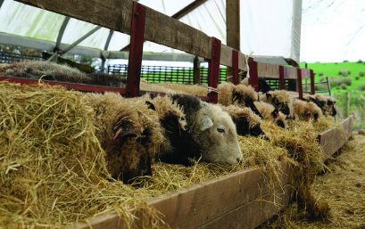 Hallsford Sheep 2